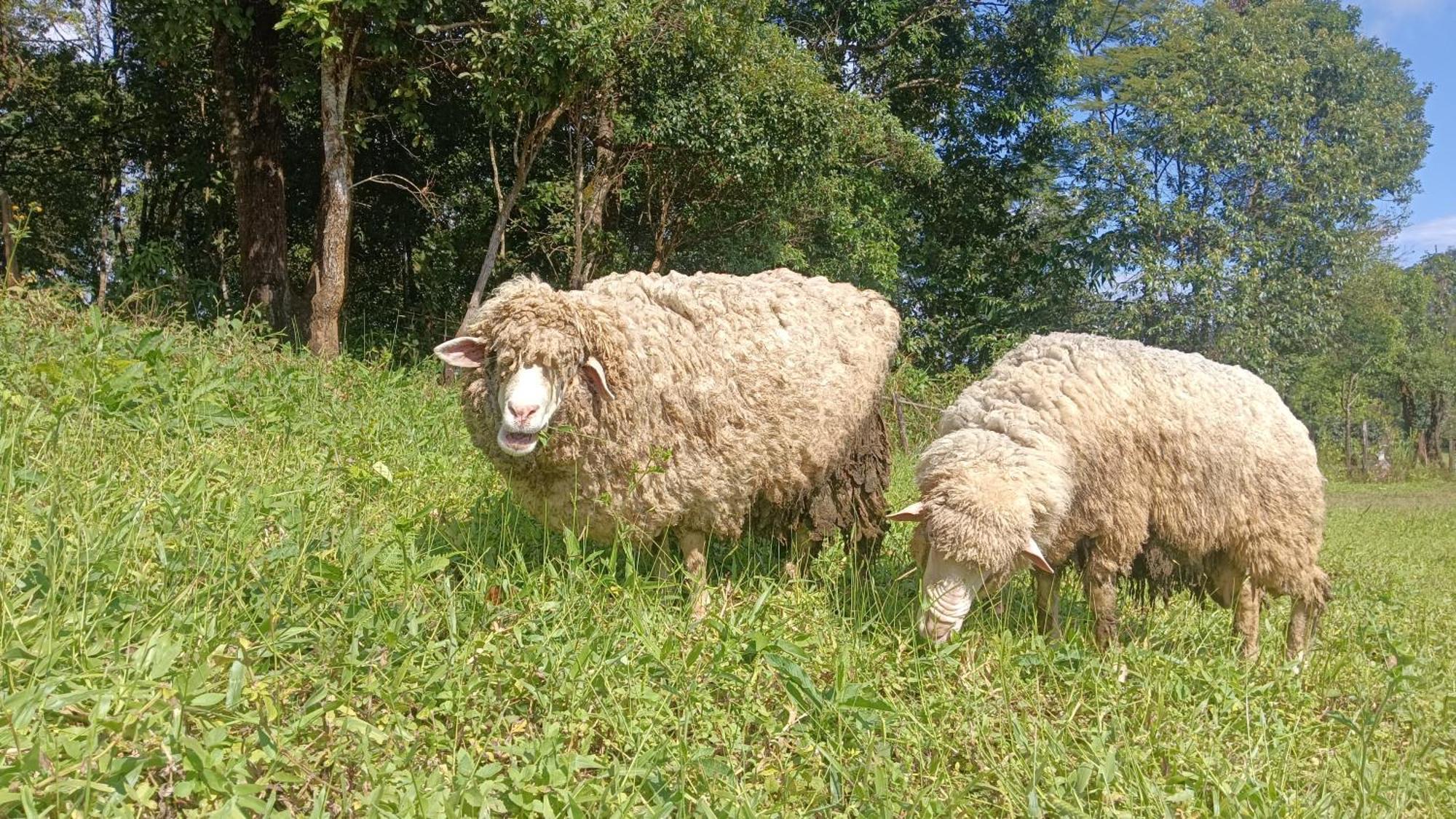 ไร่นิธิสุนทร Nithisoonthon Farmstay Mae Hong Son Exteriér fotografie